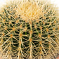 Cacti 20cm Echinocactus Brevispina in Terracotta - Cacti The Horti House