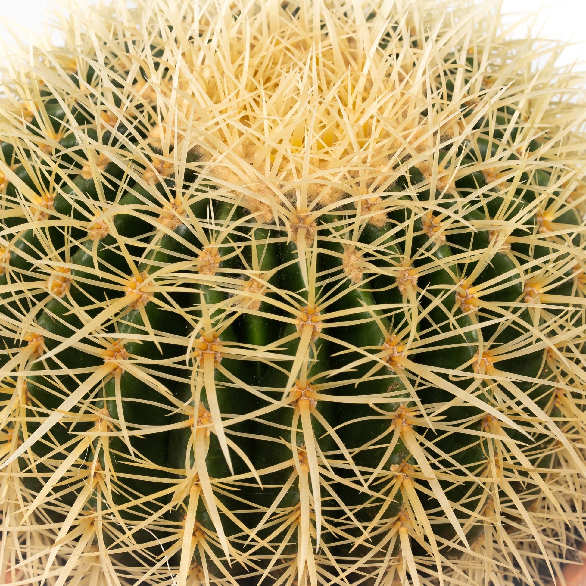 Cacti 20cm Echinocactus Brevispina in Terracotta - Cacti The Horti House