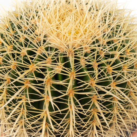 Cacti 20cm Echinocactus Brevispina in Terracotta - Cacti The Horti House