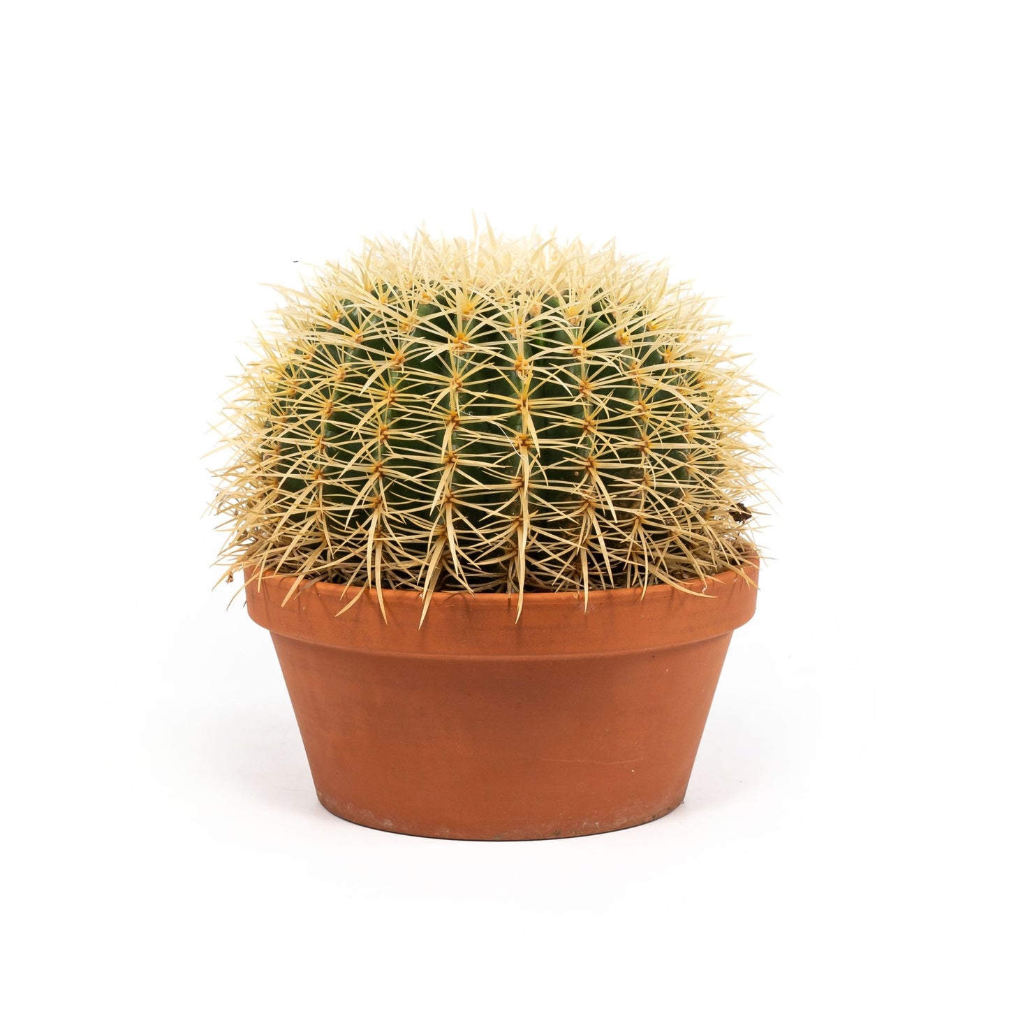 Cacti 20cm Echinocactus Brevispina in Terracotta - Cacti The Horti House