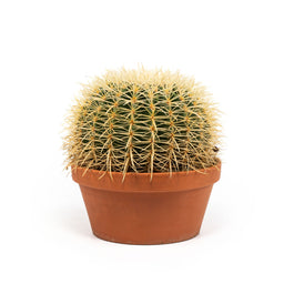Cacti 20cm Echinocactus Brevispina in Terracotta - Cacti The Horti House
