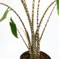 Alocasia 17cm Zebrina - Green Plant The Horti House