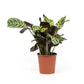 Calathea 12cm Makoyana - Green Plant The Horti House