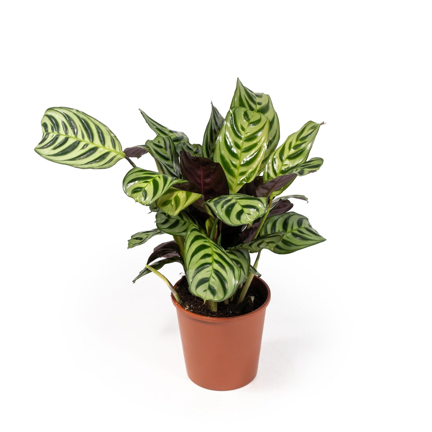 Calathea 12cm Makoyana - Green Plant The Horti House
