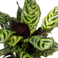 Calathea 12cm Makoyana - Green Plant The Horti House