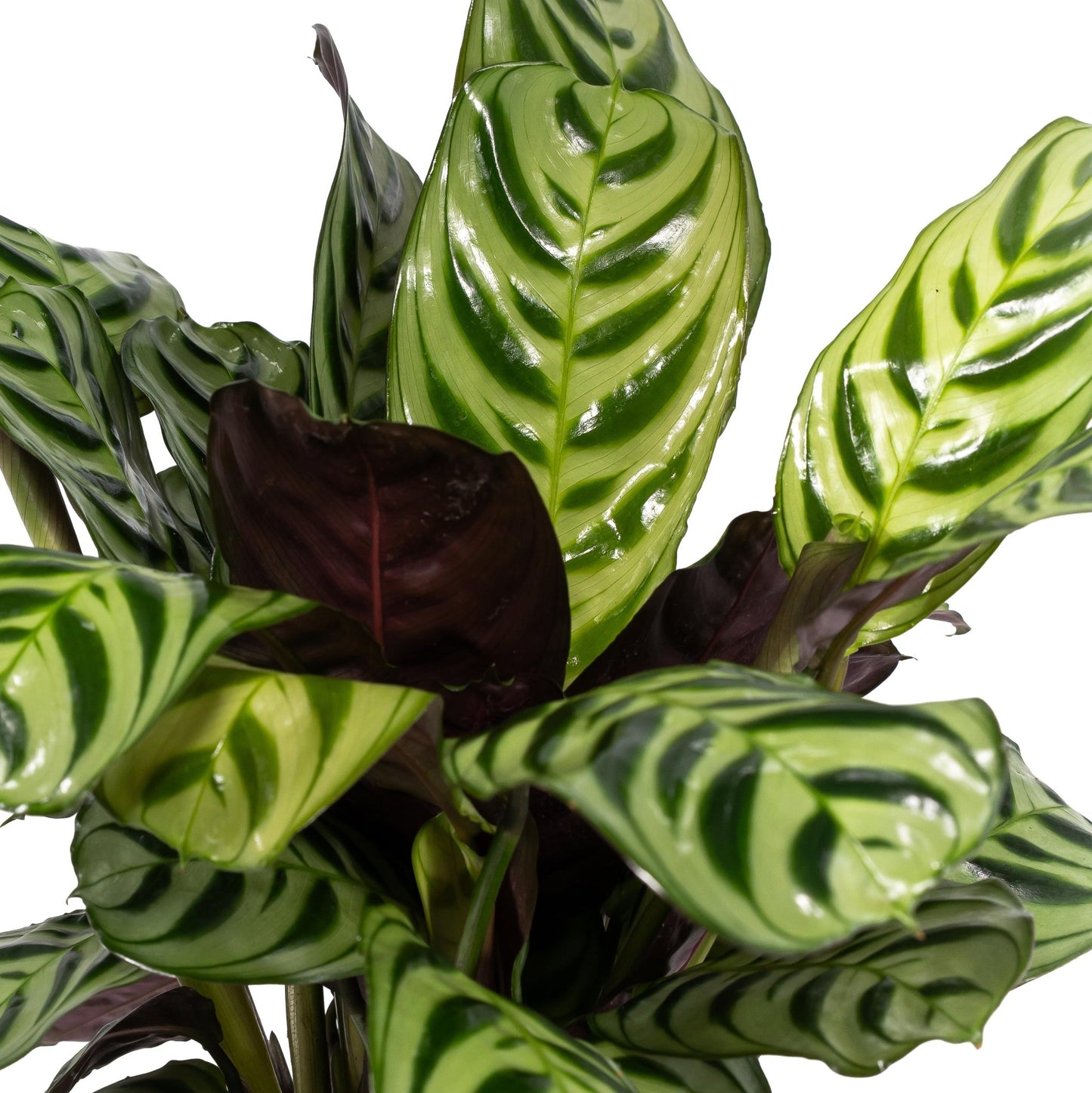 Calathea 12cm Makoyana - Green Plant The Horti House