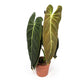 Philodendron 12cm Melanochrysum - Green Plant The Horti House