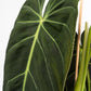 Philodendron 12cm Melanochrysum - Green Plant The Horti House