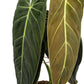 Philodendron 12cm Melanochrysum - Green Plant The Horti House