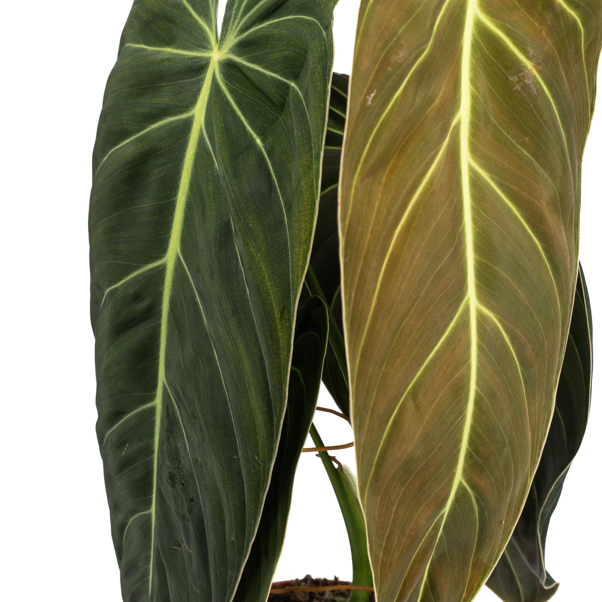 Philodendron 12cm Melanochrysum - Green Plant The Horti House