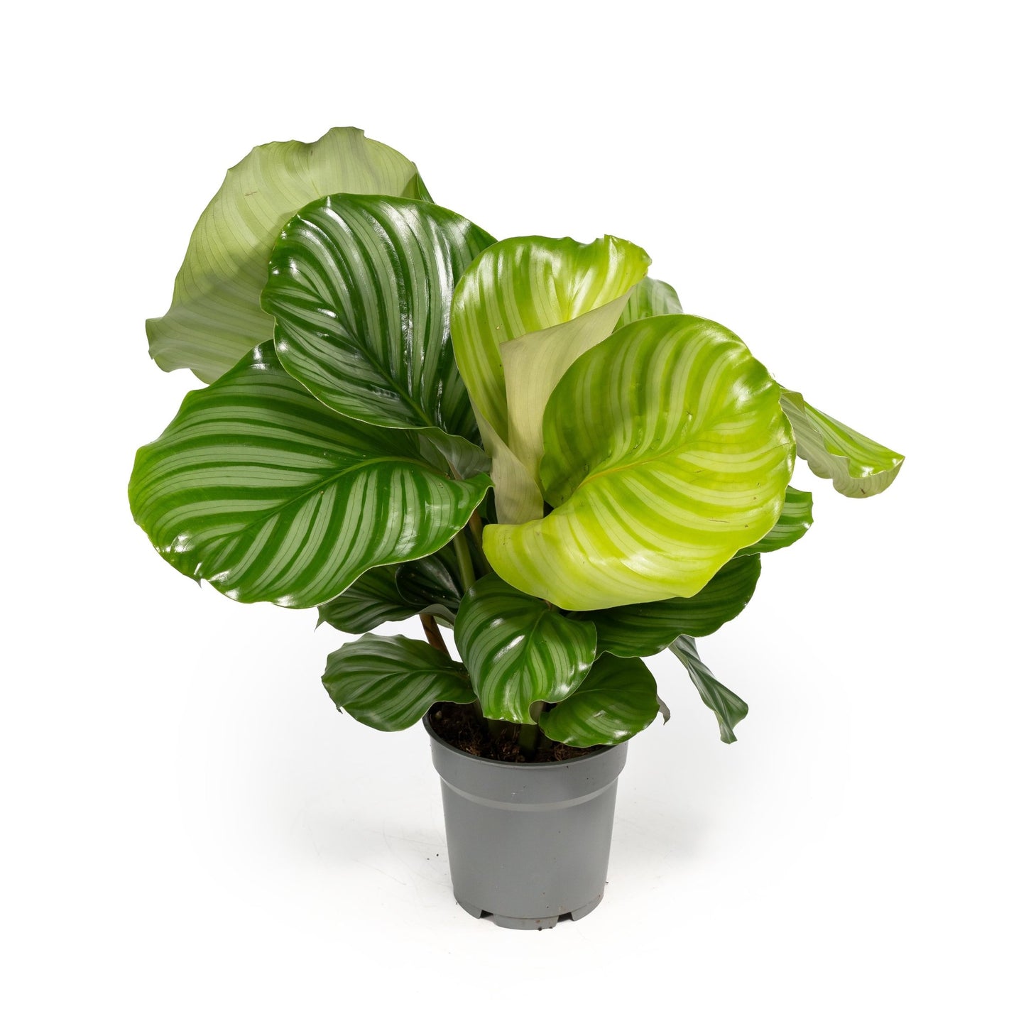Calathea 12cm Orbifolia - Green Plant The Horti House