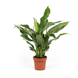 Spathiphyllum 12cm Jet Diamond - Green Plant The Horti House