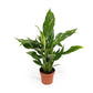 Spathiphyllum 12cm Jet Diamond - Green Plant The Horti House