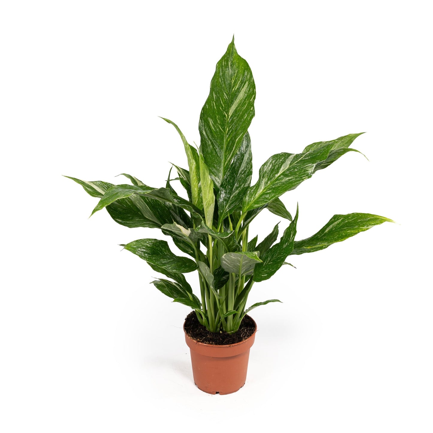 Spathiphyllum 12cm Jet Diamond - Green Plant The Horti House
