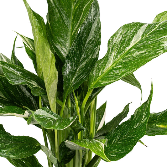 Spathiphyllum 12cm Jet Diamond - Green Plant The Horti House