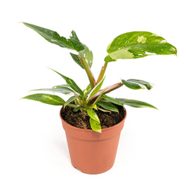 Philodendron 12cm White Princess - Green Plant The Horti House