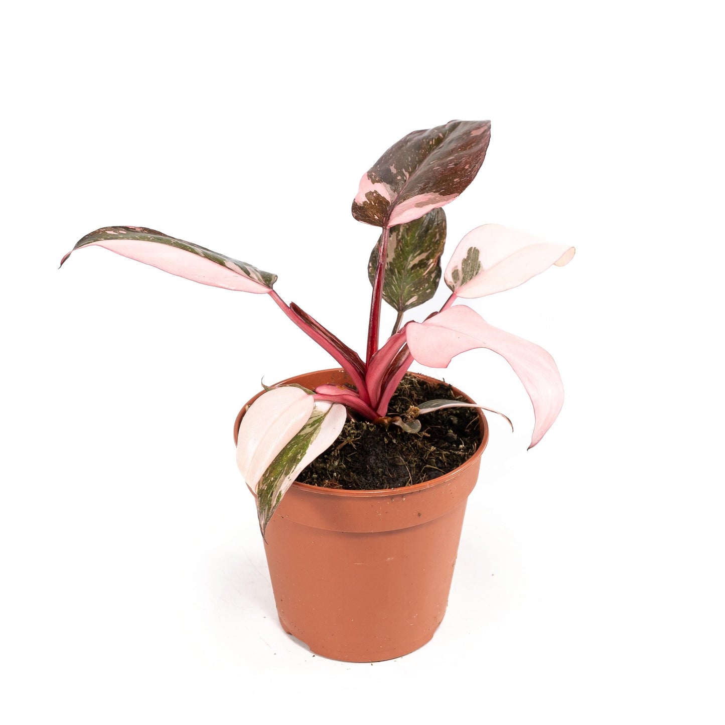 Philodendron 12cm Pink Princess - Green Plant The Horti House