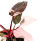 Philodendron 12cm Pink Princess - Green Plant The Horti House