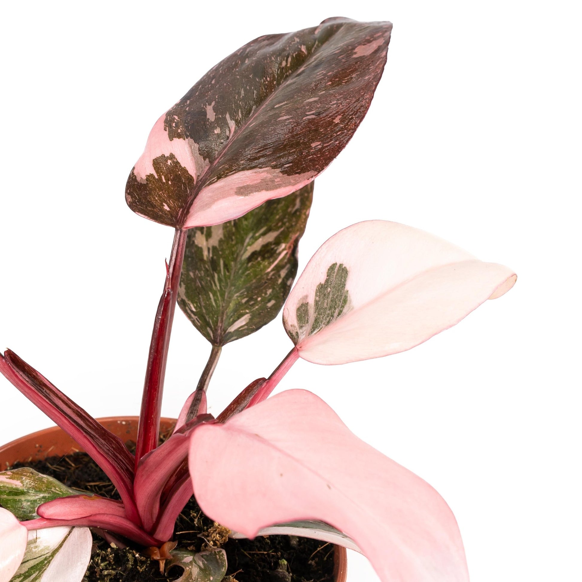 Philodendron 12cm Pink Princess - Green Plant The Horti House