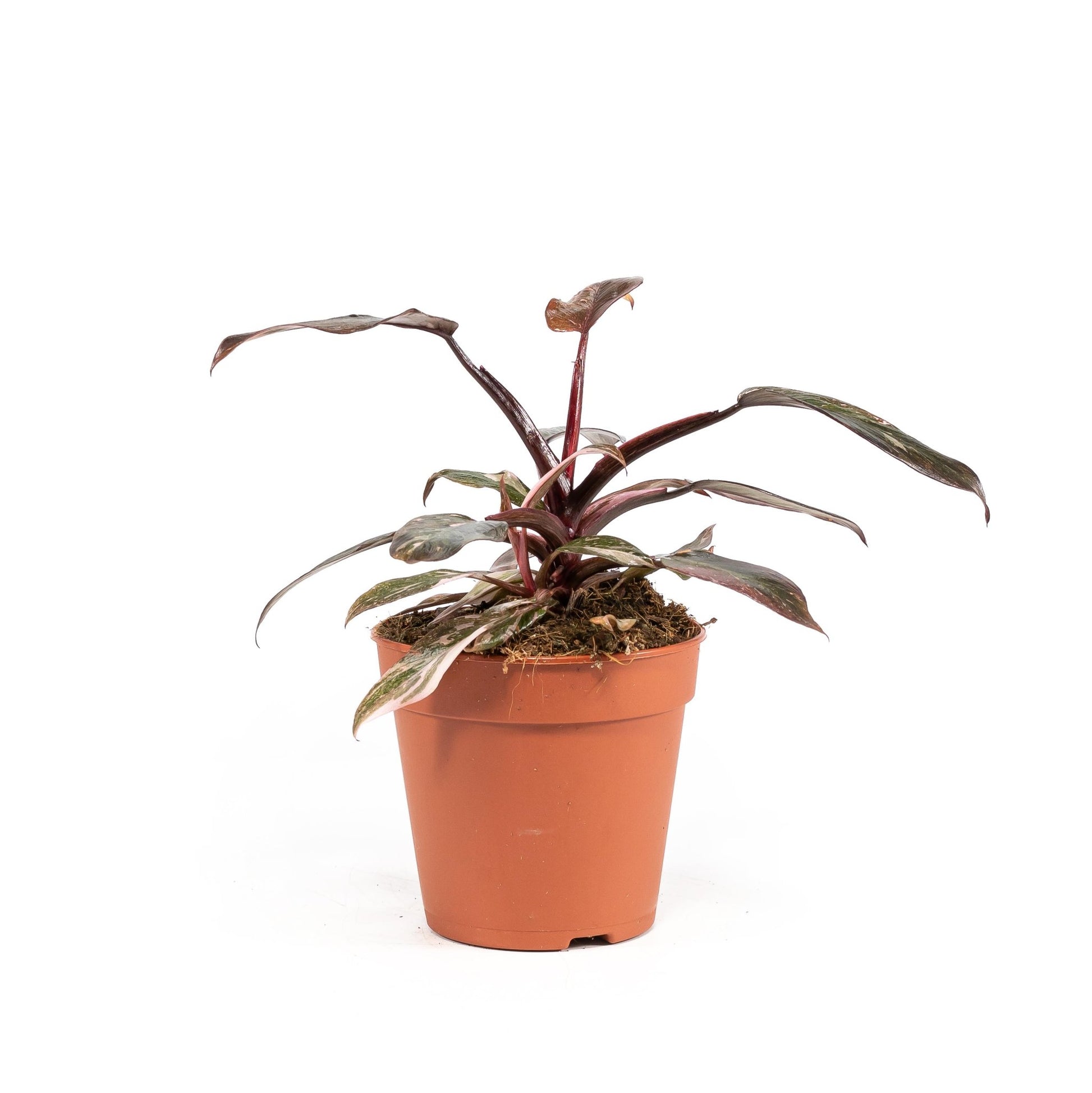 Philodendron 12cm Pink Princess - Green Plant The Horti House