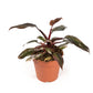 Philodendron 12cm Pink Princess - Green Plant The Horti House