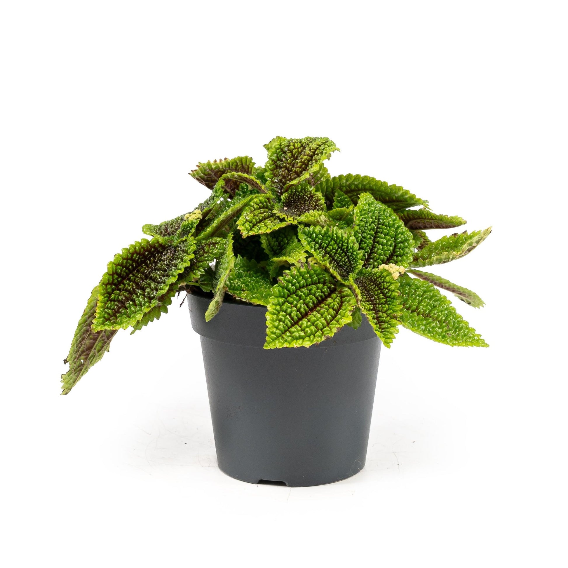 Pilea 12cm Moon Valley - Green Plant The Horti House