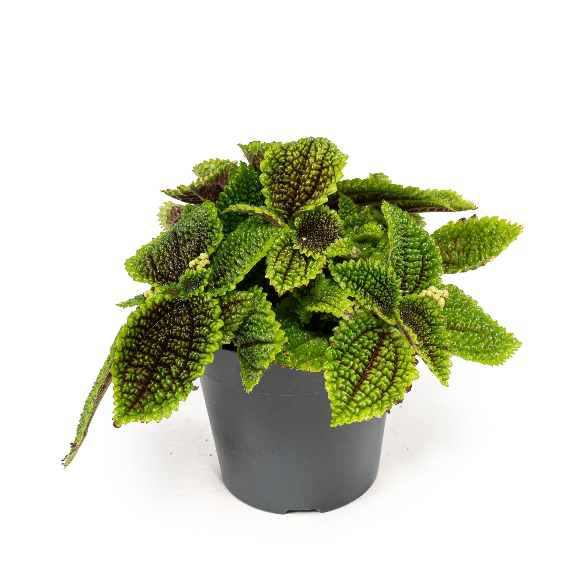 Pilea 12cm Moon Valley - Green Plant The Horti House