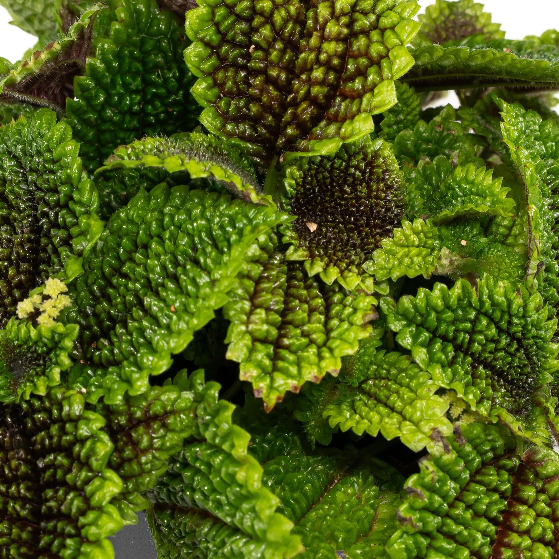 Pilea 12cm Moon Valley - Green Plant The Horti House