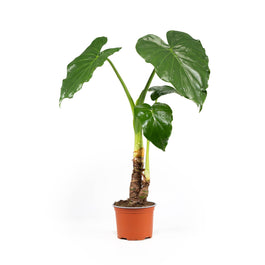 Alocasia 12cm Cucullata - Green Plant The Horti House