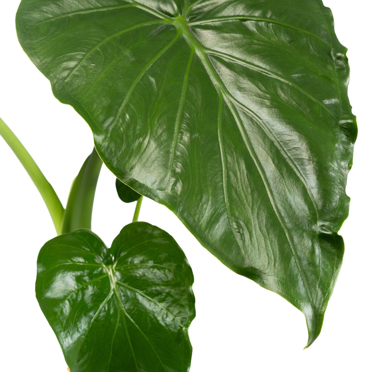 Alocasia 12cm Cucullata - Green Plant The Horti House