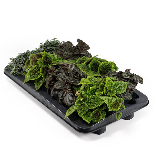 Pilea 12cm mix - Green Plant The Horti House