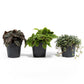 Pilea 12cm mix - Green Plant The Horti House