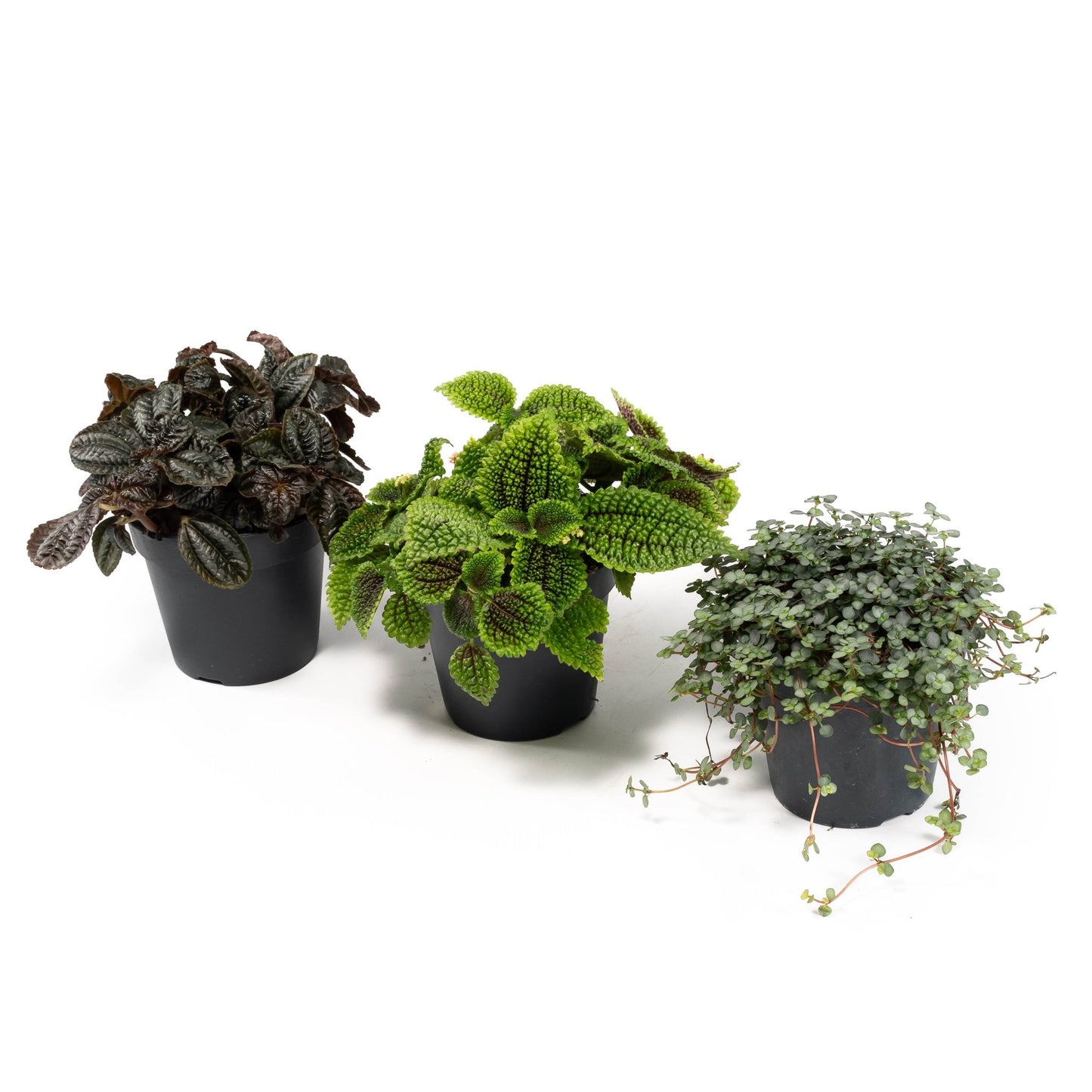 Pilea 12cm mix - Green Plant The Horti House