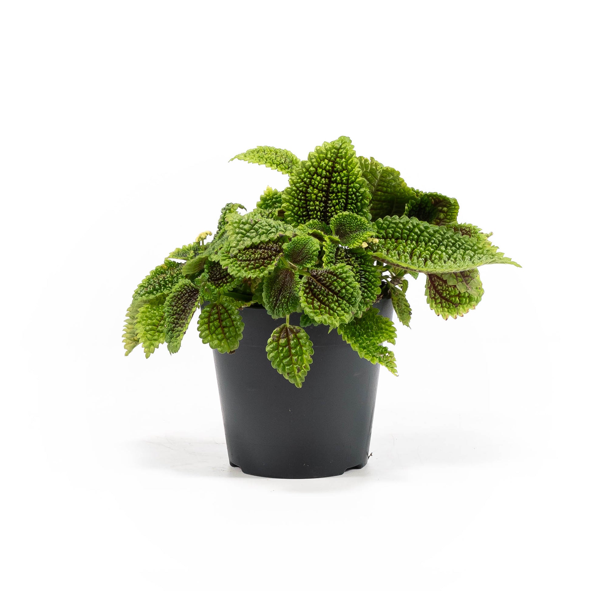 Pilea 12cm mix - Green Plant The Horti House