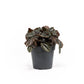 Pilea 12cm mix - Green Plant The Horti House