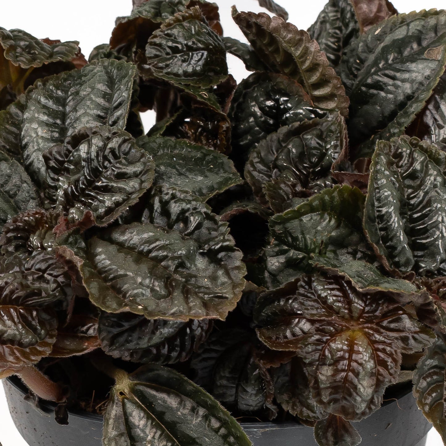 Pilea 12cm mix - Green Plant The Horti House