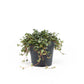 Pilea 12cm mix - Green Plant The Horti House