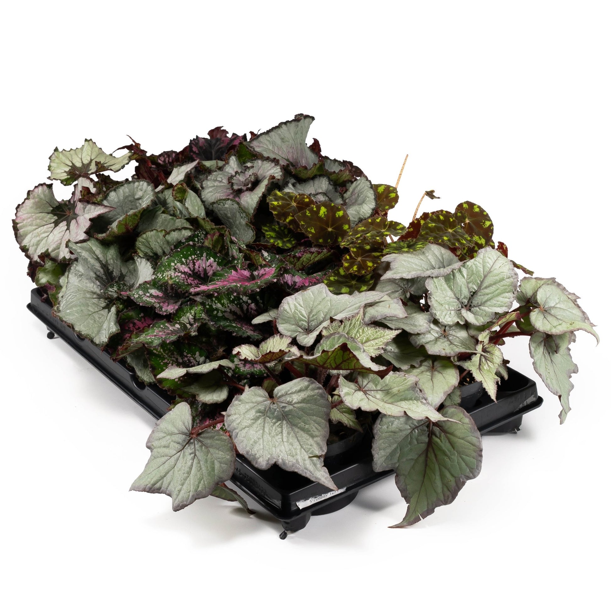 Begonia Rex 12cm Mix - Green Plant The Horti House