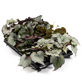 Begonia Rex 12cm Mix - Green Plant The Horti House