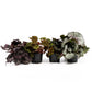 Begonia Rex 12cm Mix - Green Plant The Horti House