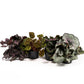 Begonia Rex 12cm Mix - Green Plant The Horti House
