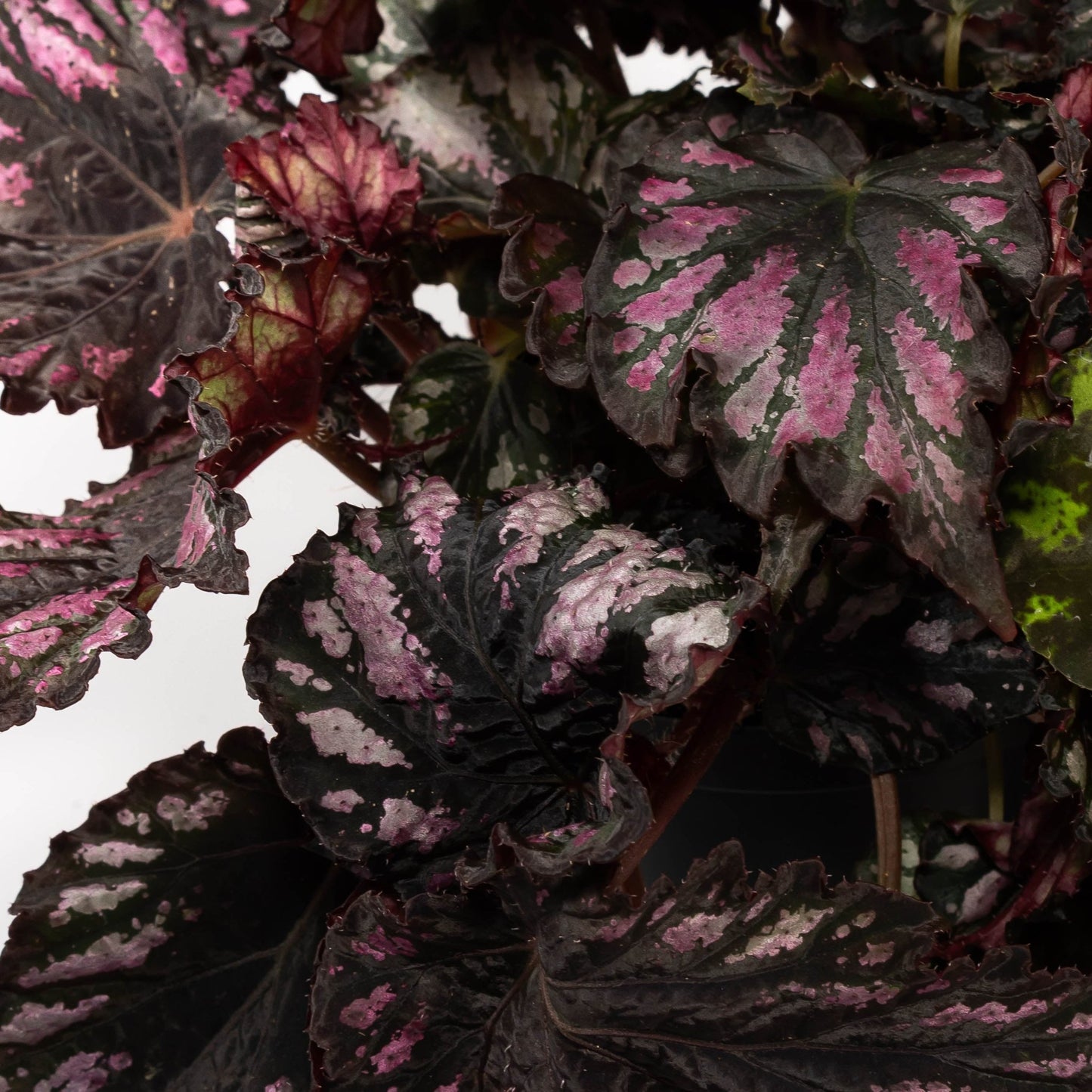Begonia Rex 12cm Mix - Green Plant The Horti House