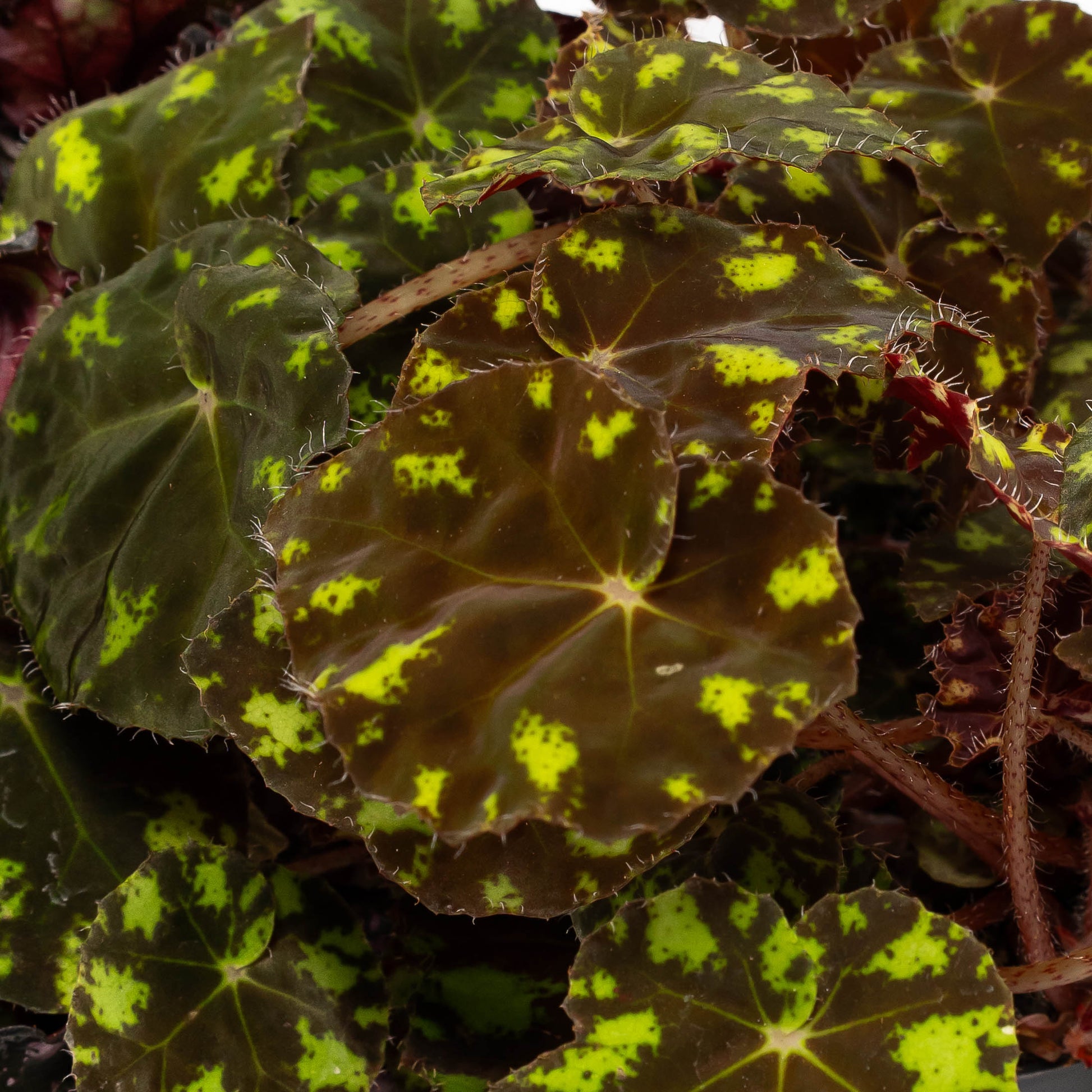 Begonia Rex 12cm Mix - Green Plant The Horti House