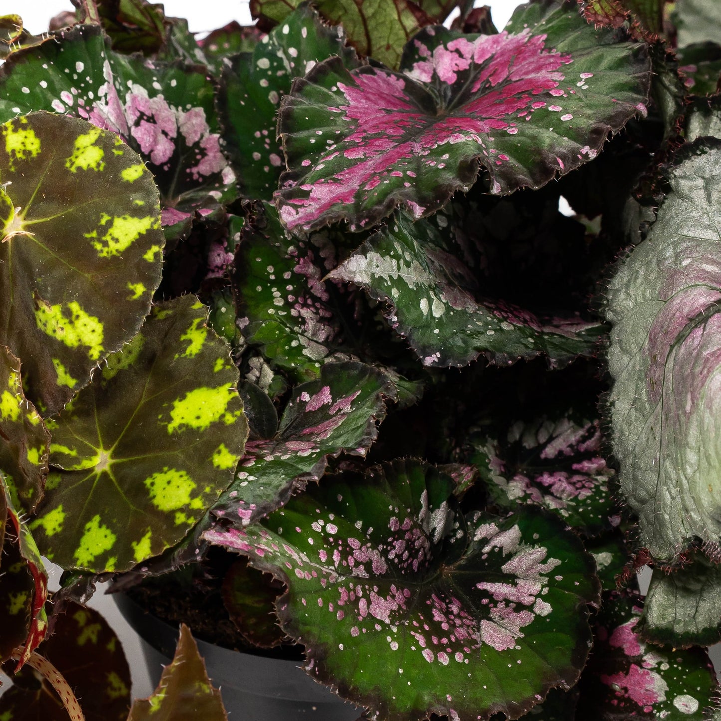 Begonia Rex 12cm Mix - Green Plant The Horti House
