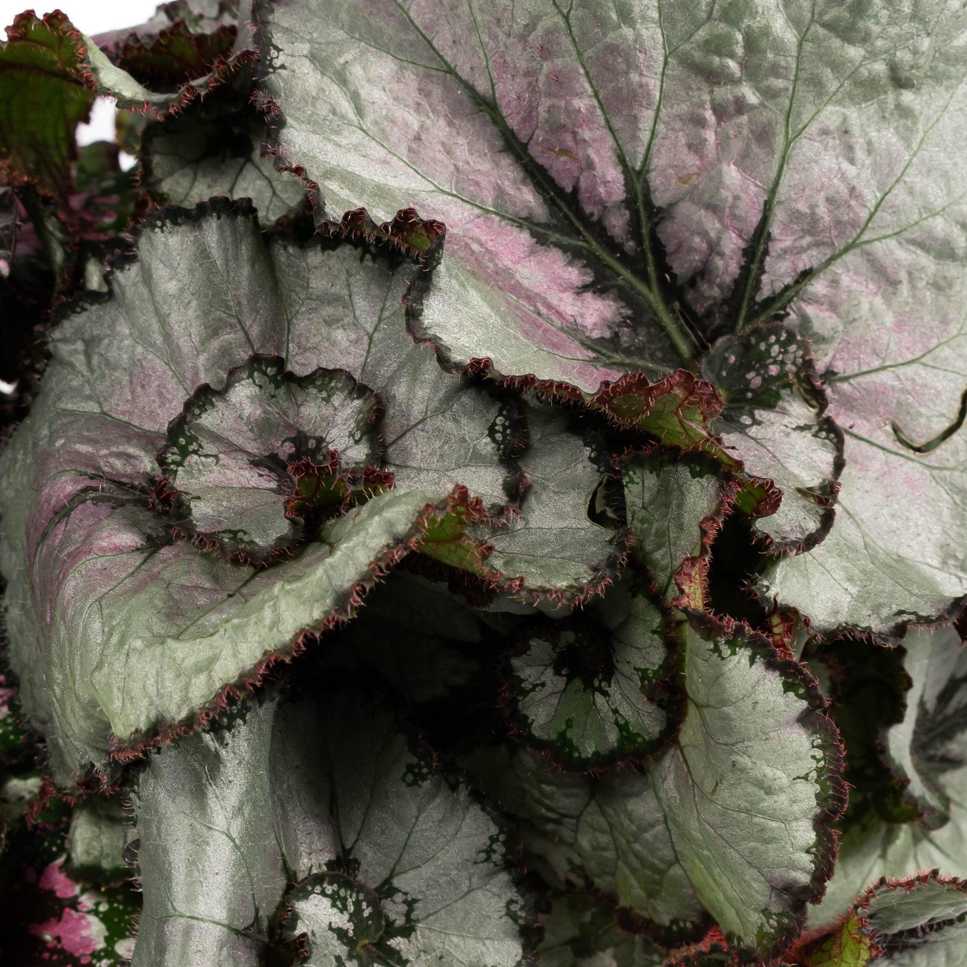 Begonia Rex 12cm Mix - Green Plant The Horti House