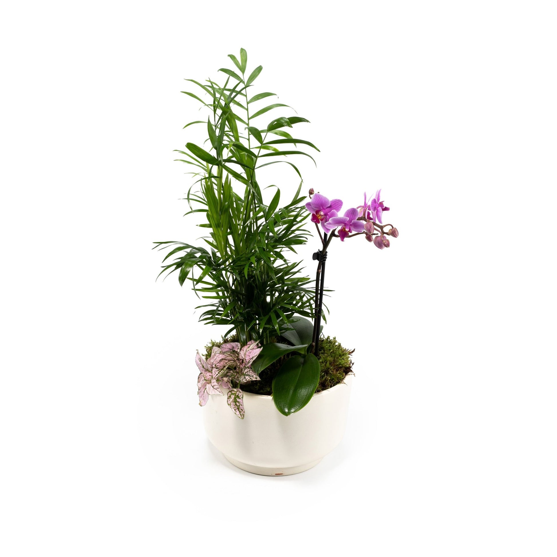 Phalaenopsis Arrangement in 21cm Planter - Orchid The Horti House