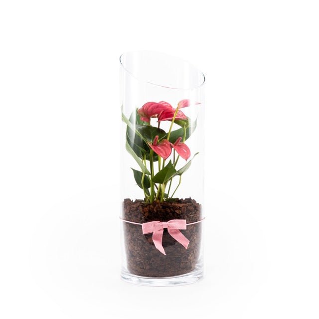 Anthurium 9cm Mix in Terrarium - Flowering The Horti House