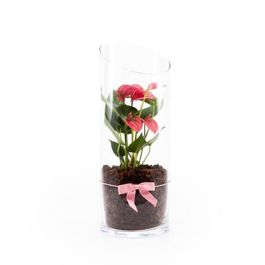 Anthurium 9cm Mix in Terrarium - Flowering The Horti House
