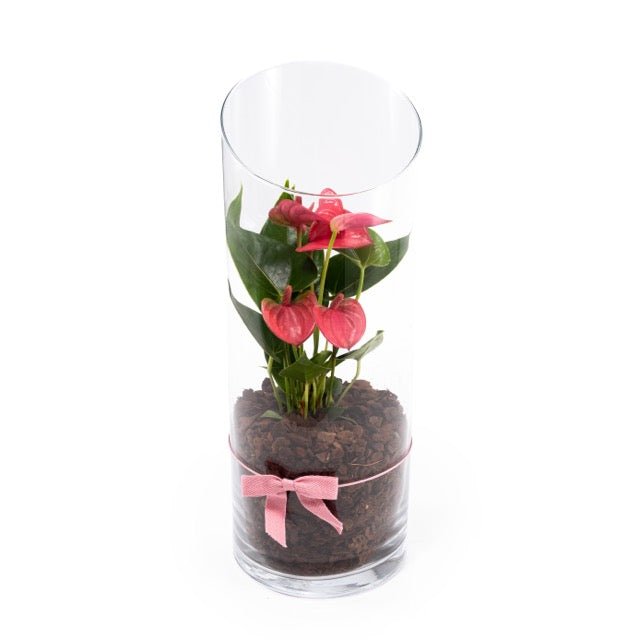 Anthurium 9cm Mix in Terrarium - Flowering The Horti House