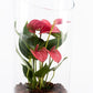 Anthurium 9cm Mix in Terrarium - Flowering The Horti House
